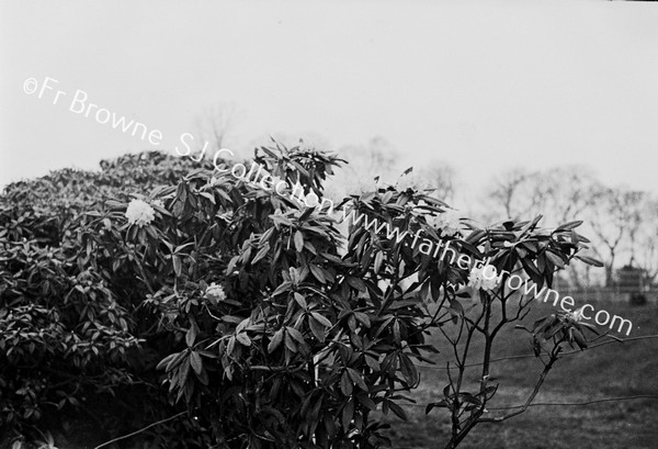 RHODODENDRONS AT CLIFTON CONVENT